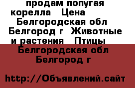 продам попугая корелла › Цена ­ 4 000 - Белгородская обл., Белгород г. Животные и растения » Птицы   . Белгородская обл.,Белгород г.